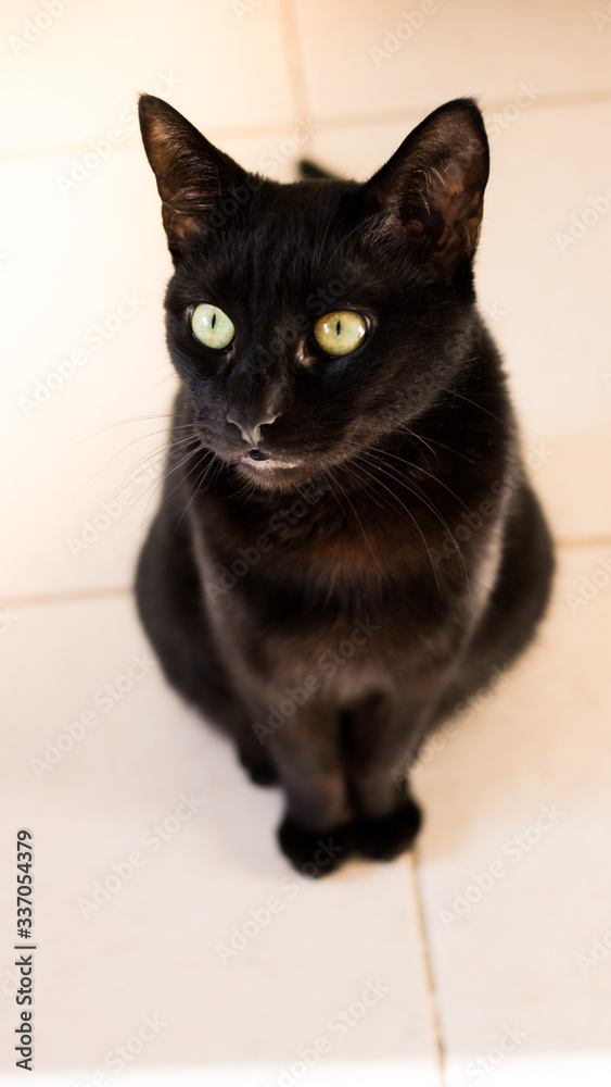 Beautiful young black cat is sitting on the floor