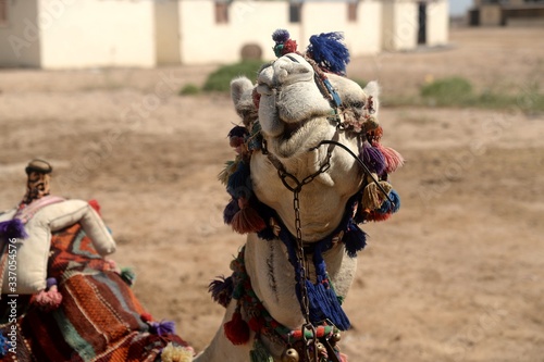 Cute camel in the desert