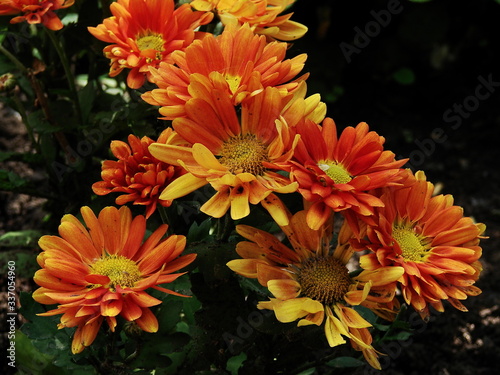 Beautiful colorful summer flowers © Юрий Белов