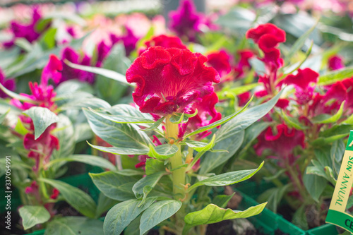 Wallpaper Mural Celosia Torontodigital.ca