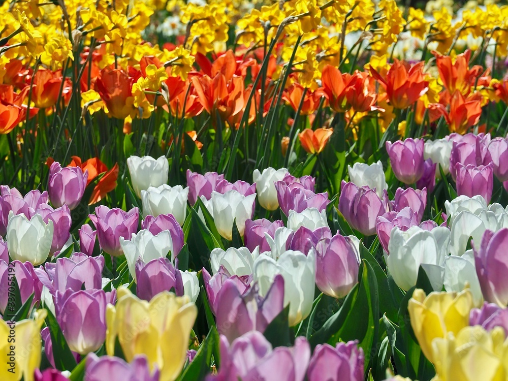Obraz premium Colorful blooming tulip field