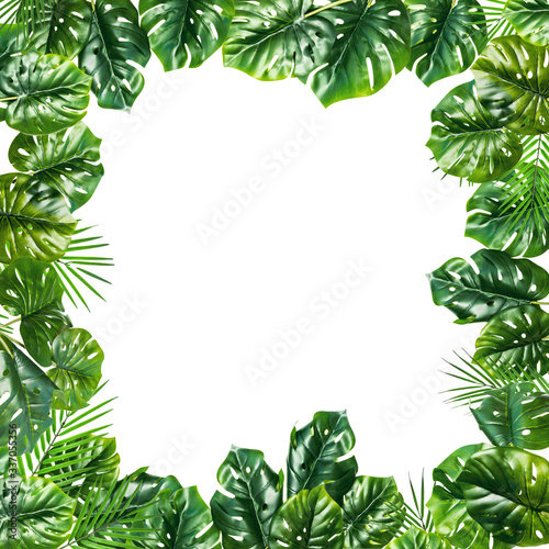 Large green plant leaves isolated on a white background