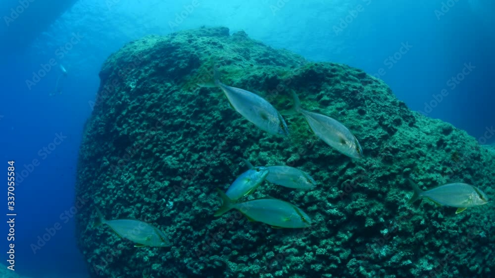 jackfish scenery underwater juvenile fisf swimming mediterranean sea jackfish scenery underwater juvenile fisf swimming mediterranean sea