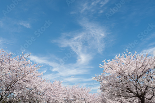 青空と桜並木