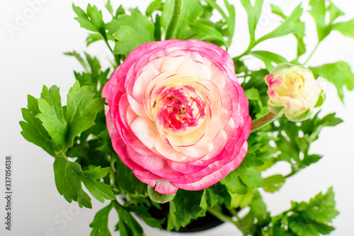 Top view of delicate vivid pink and white flower and blurred green leaves of Ranunculus plant commonly known as  buttercup, spearwort and water crowfoot in a garden pot isolated on a white table
 photo