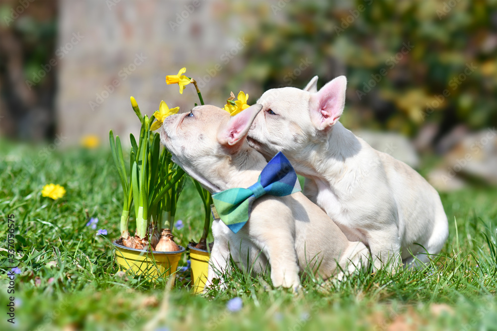 Two small cream colored French Bulldog dog puppies next to yellow daffodil spring flowers