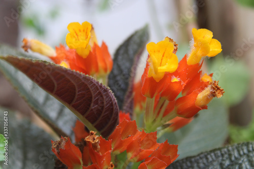 yellow red flowerplant in garden photo
