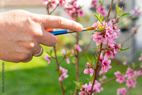 Männerhand bestäubt mit Pinsel Blüten eines Pfirsichbäumchens photo
