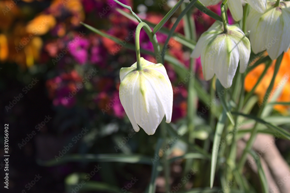 Obraz premium Schachblume