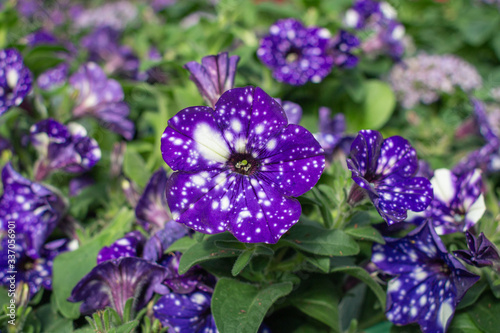 Starry Night Petunia