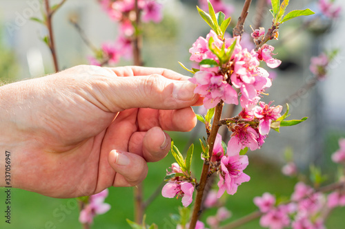 Männerhand überprüft Blüten an einem Pfirsichbaum