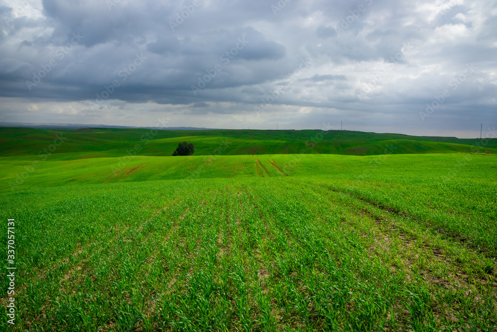 Obraz premium fields