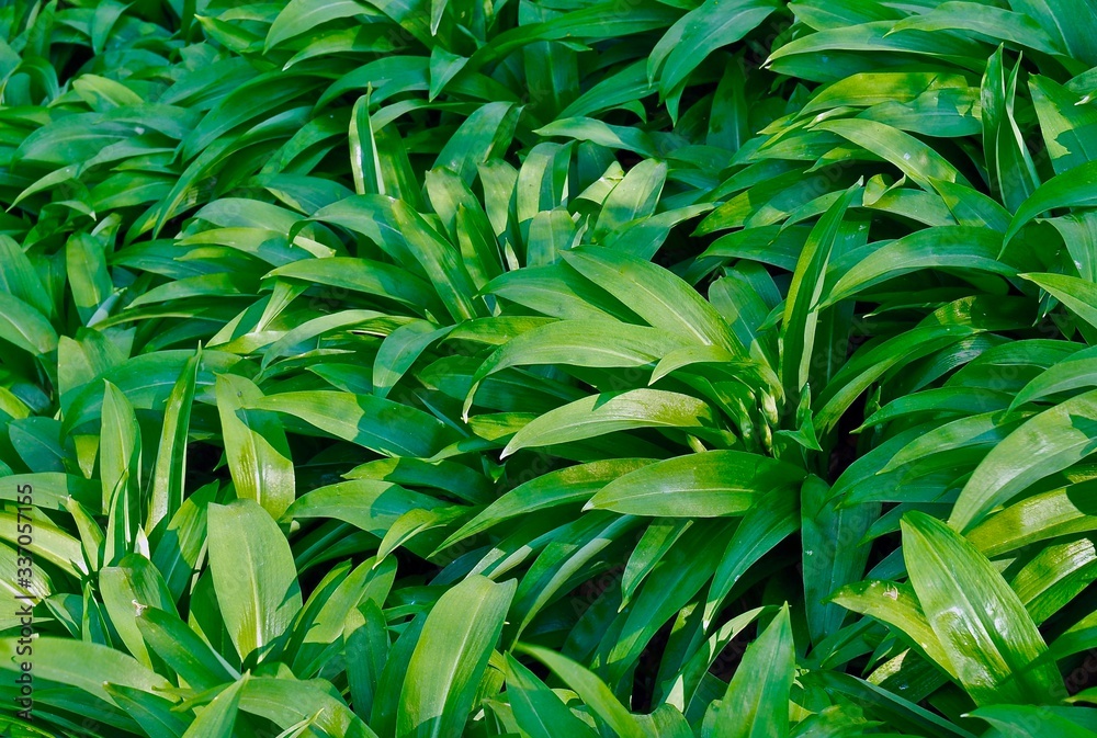 Fototapeta premium Edible field of wild garlic plants