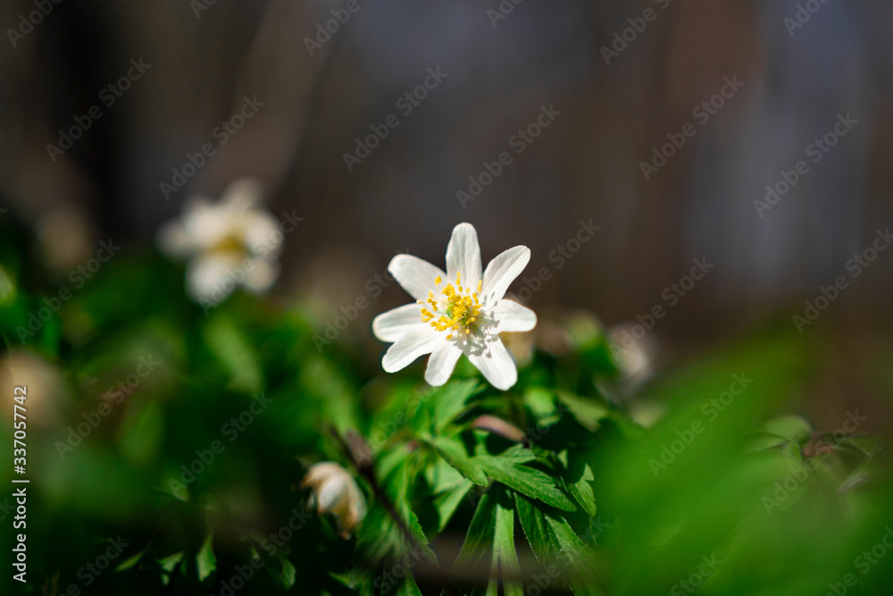Fototapeta premium white anemones in the forest