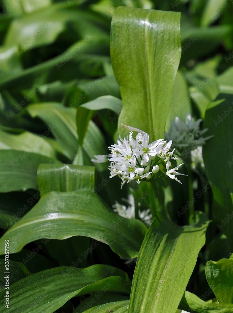 Fototapeta premium Edible field of wild garlic plants