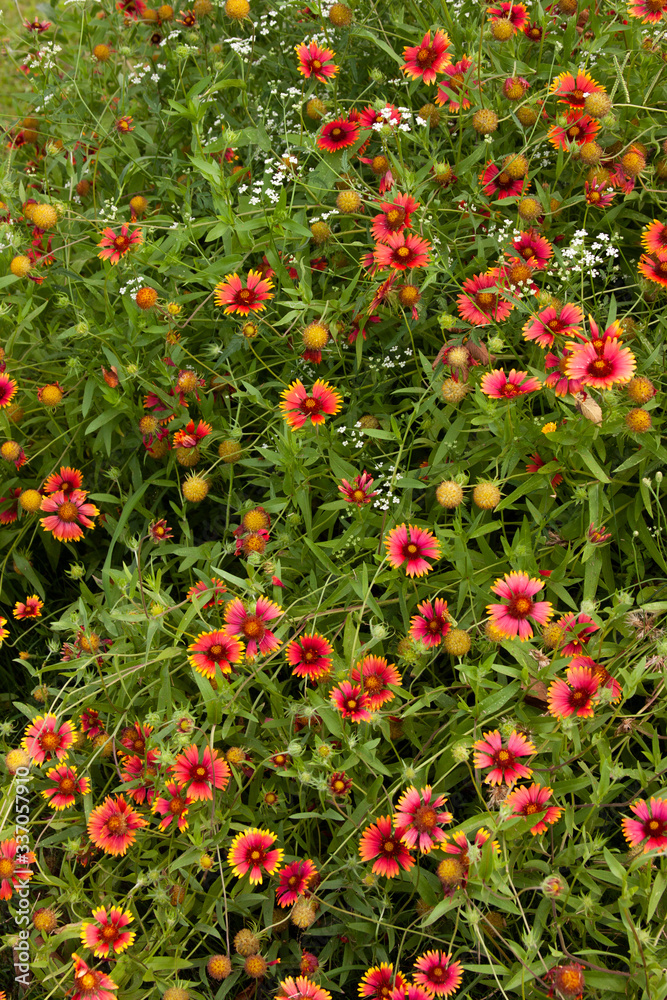 Gaillardia blanketflower
