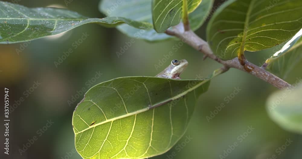 Rana en bosque tropical