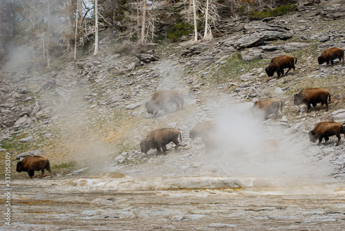 Small Herd of Bison grazing among the steaming hot springs in Yellowstone National Park