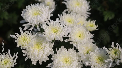 Bunch of blooming white chrysanthemum flower(Chandramallika in Bangla) with buds in a garden with green leaves on background.  photo