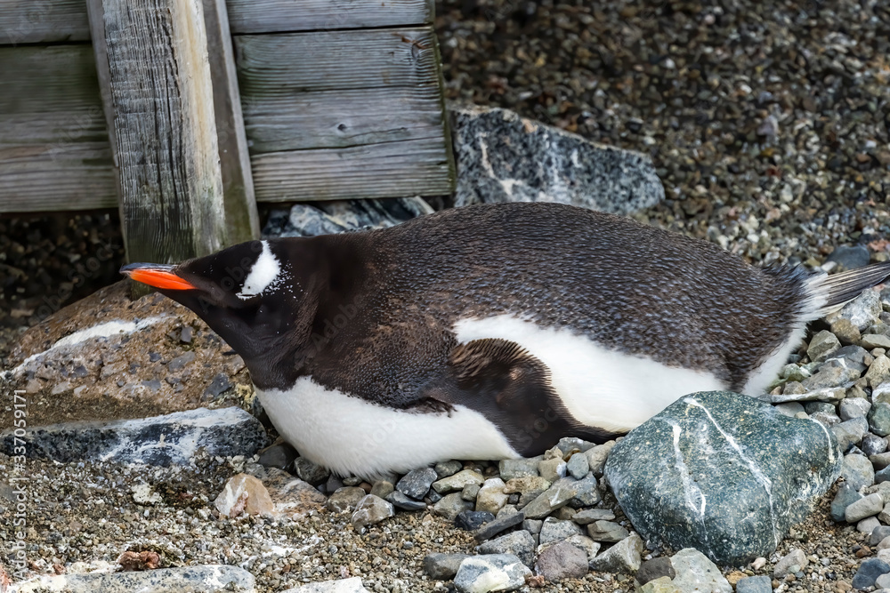 Fototapeta premium Gentoo Penguin Damoy Point Antarctica