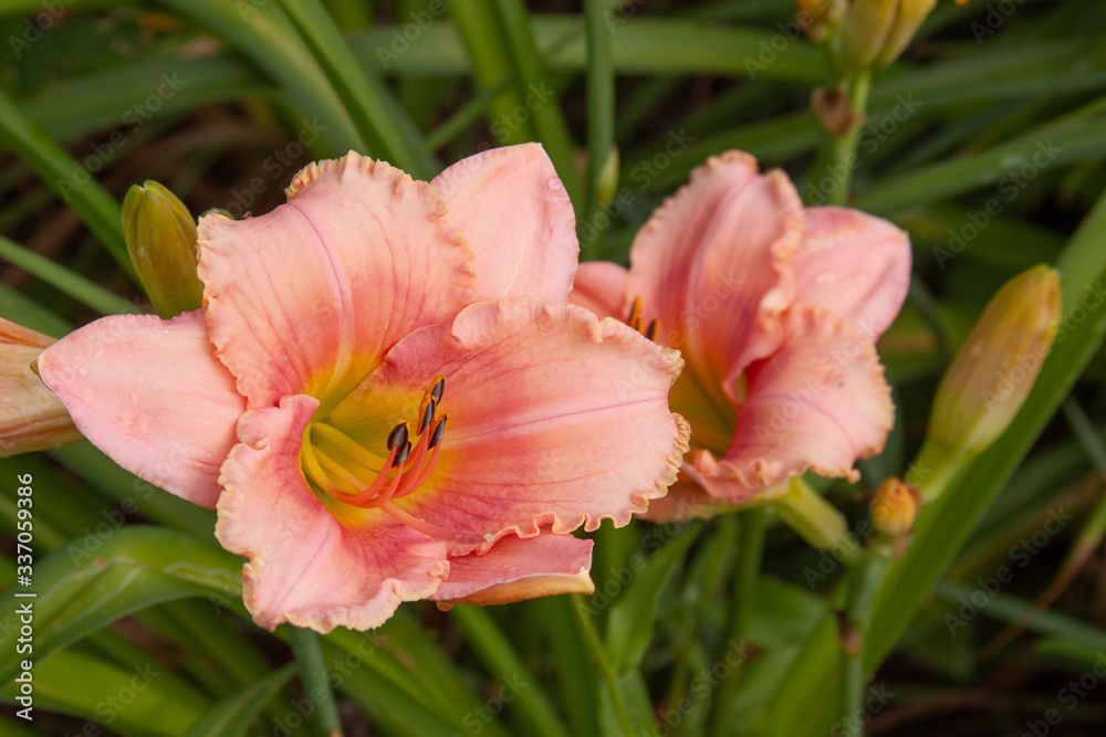 pink daylily pink daylily