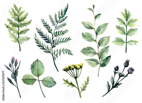 Blades of grass and plant leaves. set of color illustrations on a white