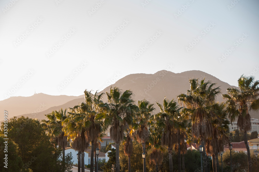 Palm trees on the background of mountains at sunset.Tropical landscape.