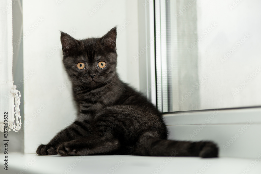 Brown Scottish little fluffy kitten is sitting near window and looking at the camera. Newborn kitten, portrait of cat. Cute cats concept