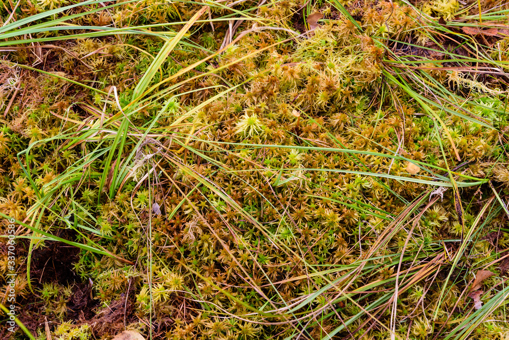 Beautiful green moss. Moss in the swamp in the forest Beautiful green moss. Moss in the swamp in the forest