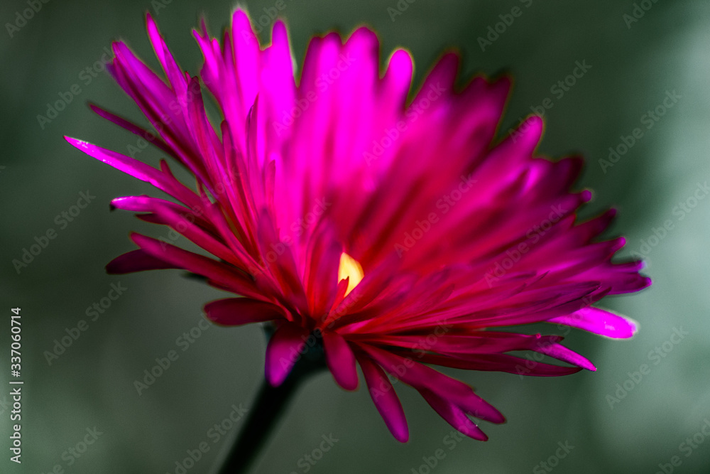 Fototapeta premium Flor