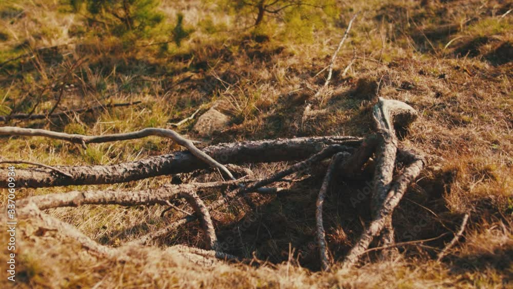 Dry old tree branches lying on desolate soil ground in forest steppe landscape. Concept of environment, climate change, ecology. Dry old tree branches lying on desolate soil ground in forest steppe landscape. Concept of environment, climate change, ecology.