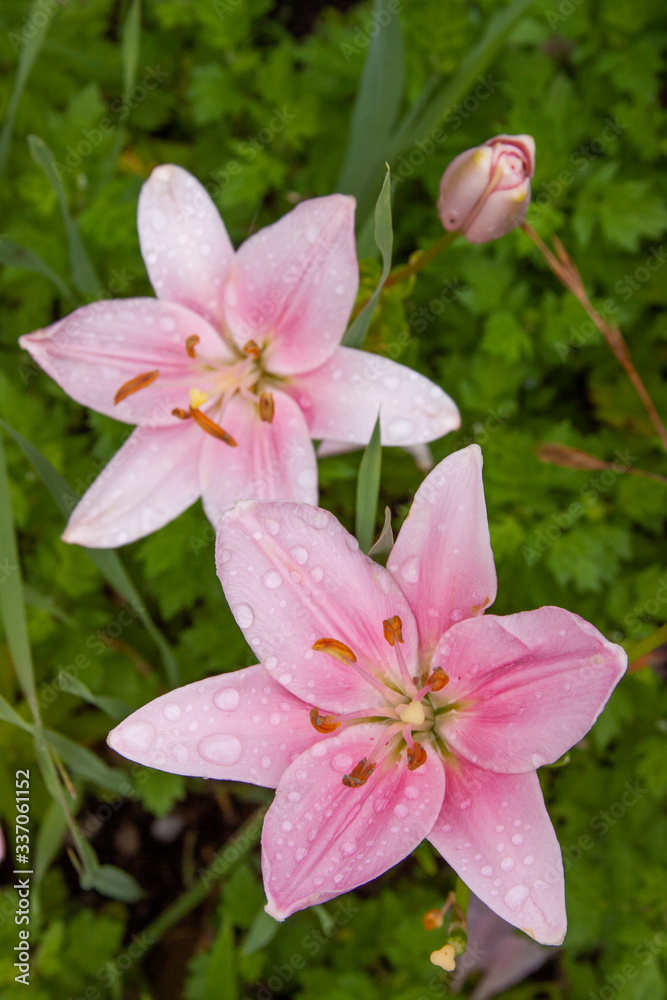 Fototapeta premium pink asiatic lilies