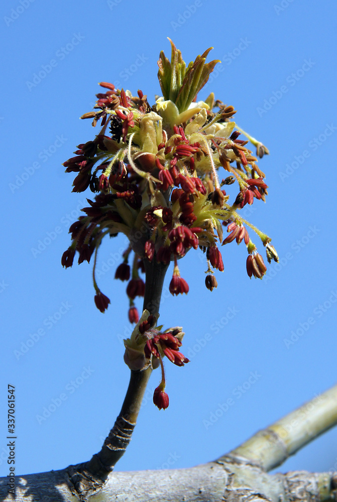 Fototapeta premium Acer negundo inflorescence