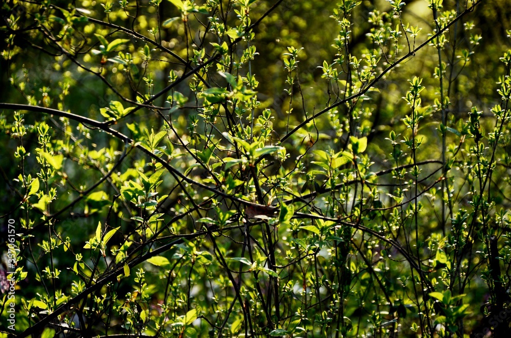 closeup of woven tree twigs with young green leaves in sunlight. wild plants in the forest, floral background closeup of woven tree twigs with young green leaves in sunlight. wild plants in the forest, floral background