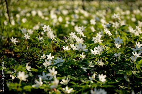 coseup forest covered with anemone flowers. many white wild forest flowers grow in spring. rare flowers rare flowers in the evening sun  floral background