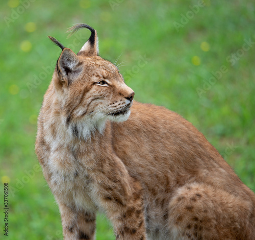 lynx sitting in the green grass