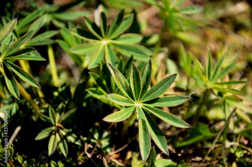 young green leaves of lupine growing on the meadow. wild flowers