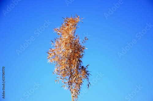 Dry reed bloom on blue sky background, golden plant