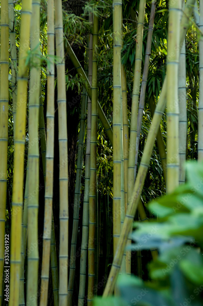 Fototapeta premium Garden, china