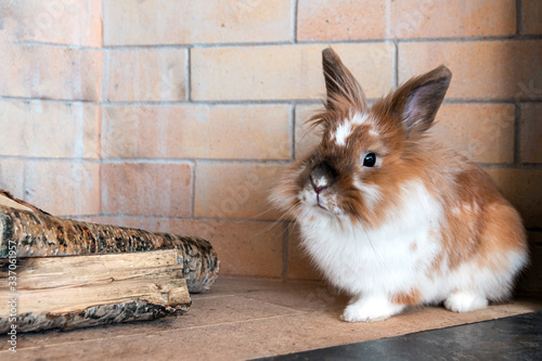 Beautiful rabbit Lion Head sits resting in a huge fireplace at home.