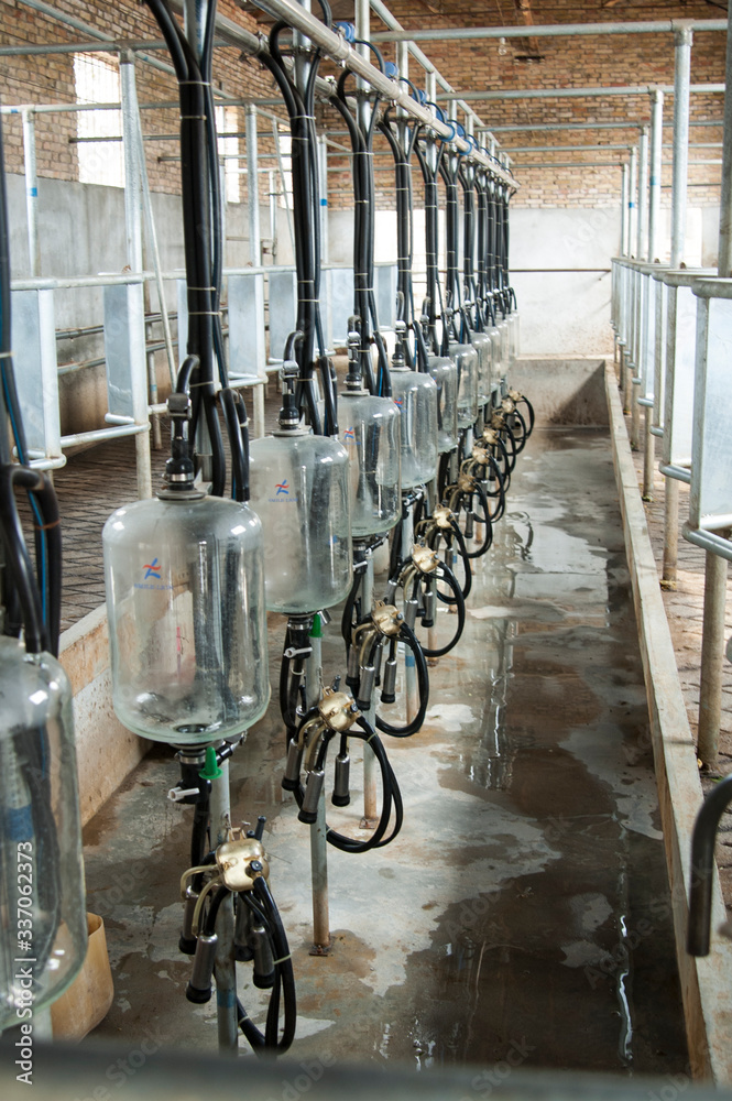 Dairy farm, china Dairy farm, china