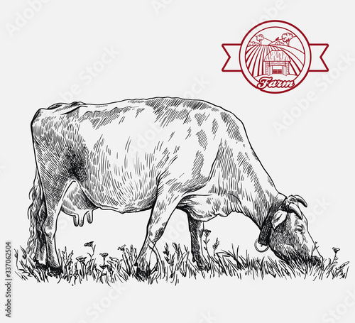 breeding cow. animal husbandry. livestock illustration on a white