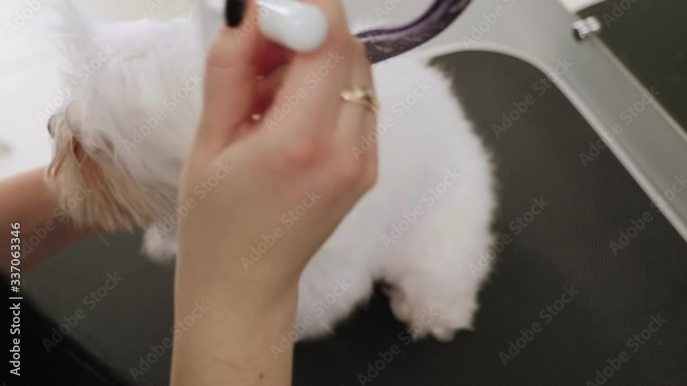Woman vet dry the wet fur of the dog in the veterinary clinic. Bichon Bolognese do haircut and grooming in the beauty salon for dogs. Woman vet dry the wet fur of the dog in the veterinary clinic. Bichon Bolognese do haircut and grooming in the beauty salon for dogs.