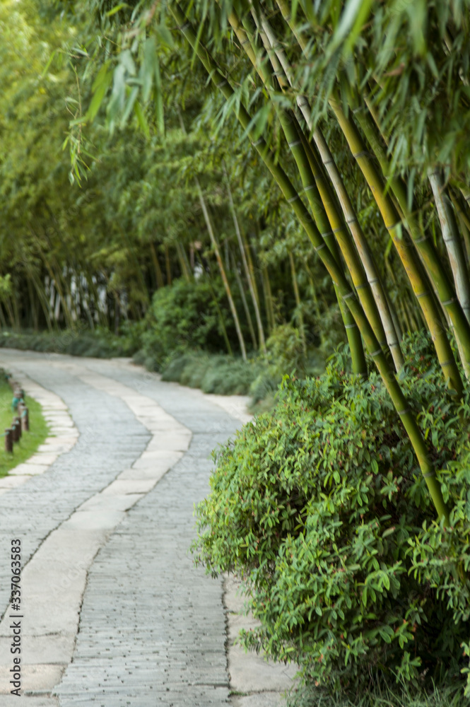 path with bamboo