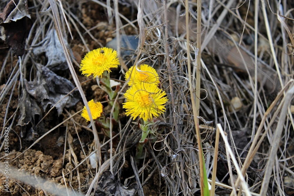 The first spring yellow flowers in March The first spring yellow flowers in March