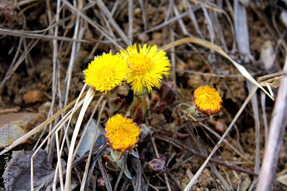 The first spring yellow flowers in March The first spring yellow flowers in March