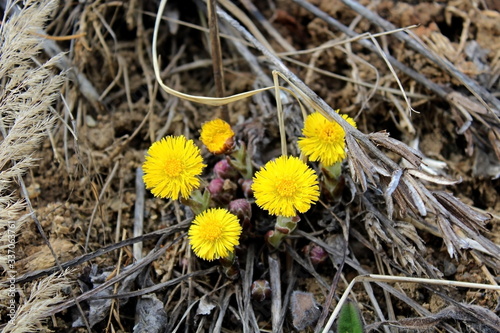 The first spring yellow flowers in March