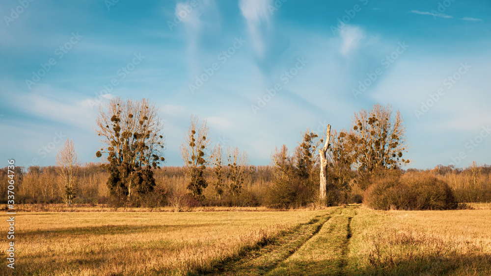 Autumn landscape with trees and clouds Autumn landscape with trees and clouds