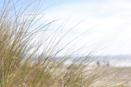 California beach grasses 