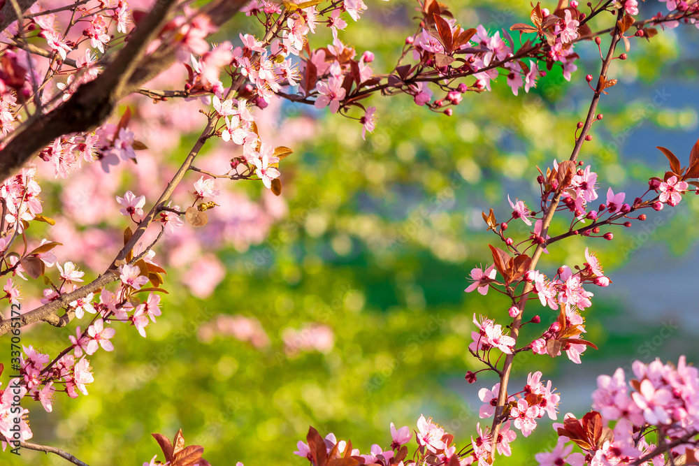 apple branch in pik blossom. beautiful nature background on a sunny day in  spring. blurred background Stock Photo | Adobe Stock